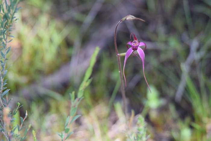 Caladenia - Pink spider orchid DSC_6757.JPG